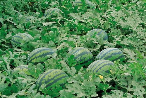 苗圃吃瓜视频大全,趣味横生的娱乐盛宴