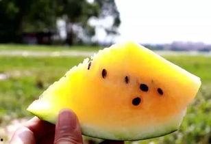 吃黄色瓜的视频,一场视觉与味觉的双重盛宴