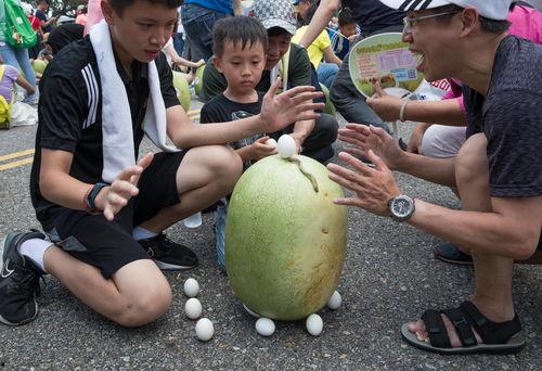 台湾民众吃瓜视频下载,下载热潮席卷岛内