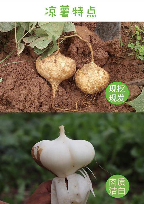 土瓜长牙还可以吃吗视频,食用安全指南揭秘