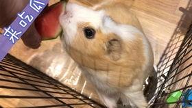 豚豚35秒落水吃瓜视频,萌态十足35秒引网友爆笑