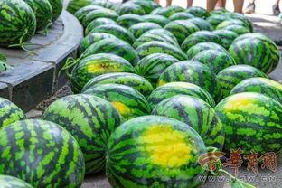 西南农林大学视频吃瓜,揭秘校园生活趣味瞬间