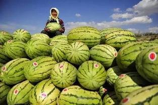 外国人吃硒砂瓜视频播放,视频播放引发热议