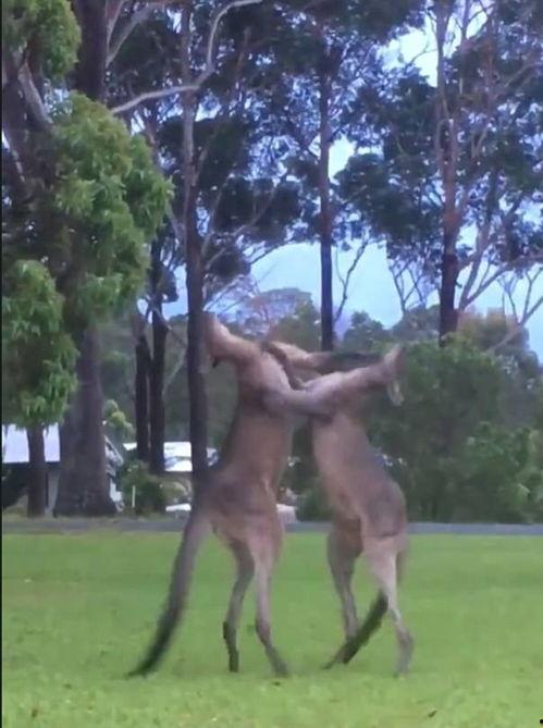 袋鼠吃瓜视频,萌宠趣味瞬间捕捉