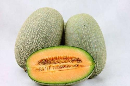 山羊吃哈密瓜视频大全,山羊品尝哈密瓜视频集锦