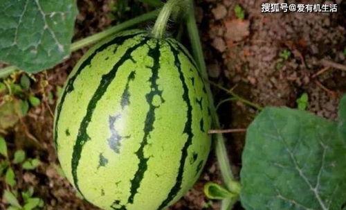 在地里吃秋瓜视频,田间美味共享