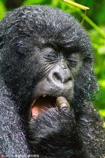 主播吃瓜嘴巴像大猩猩的视频,网友惊呼像大猩猩